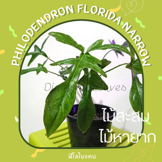 Philodendron Florida Narrow ฟิโลใบแคบ(เลือกต้นตามชอบ)UPDATE30/08/66