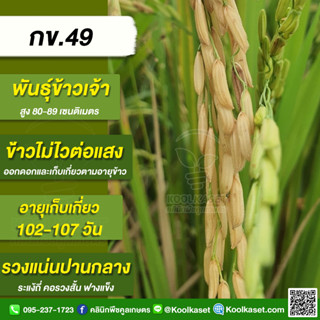 พันธุ์​ข้าวปลูก ข้าวเจ้า​ กข 49 ข้าวนาปี ข้าวนาปรัง ทรงกอตั้ง ใบสีเขียวเข้ม ต้านทานเพลี้ยกระโดดสีน้ำตาล คูลเกษตร KR14