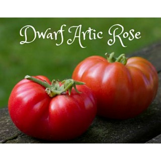 เมล็ดพันธุ์มะเขือเทศเนื้อต้นเตี้ย อาร์คติก โรส (Arctic Rose Dwarf Tomato Seed) บรรจุ 15 เมล็ด ของแท้ คุณภาพดี ราคาถูก