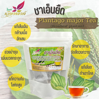 ชาเอ็นยืด (ผักกาดน้ำ) Plantago Major Tea ช่วยแก้อาการเอ็นเคร่งตึง ปวดกล้ามเนื้อ