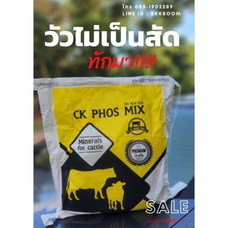 วัวไม่เป็นสัด เป็นสัดไม่ชัดเจน ck phos mix #วัว #ควาย