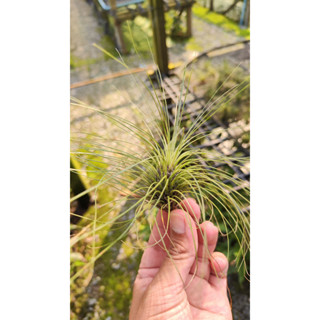 Tillandsia filifolia ทิลแลนเซีย