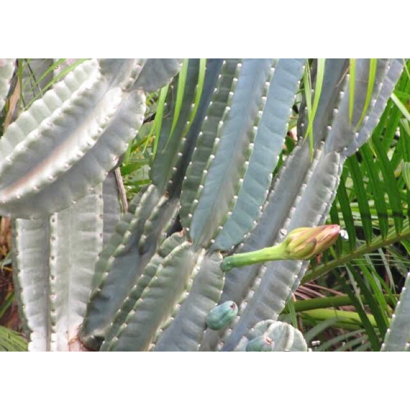 ตอจามาคารู ชำราก Cereus Hildmannianus Jamacaru ไม้ลำกินผลได้ จัดสวนหรือกราฟได้