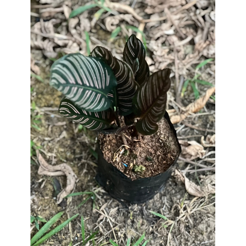 คล้าขุนแผนเรียกทรัพย์Calathea Ornata ราคา ถูกที่สุด ดีลบีเคเค แกลเลอรีภาพที่ 2