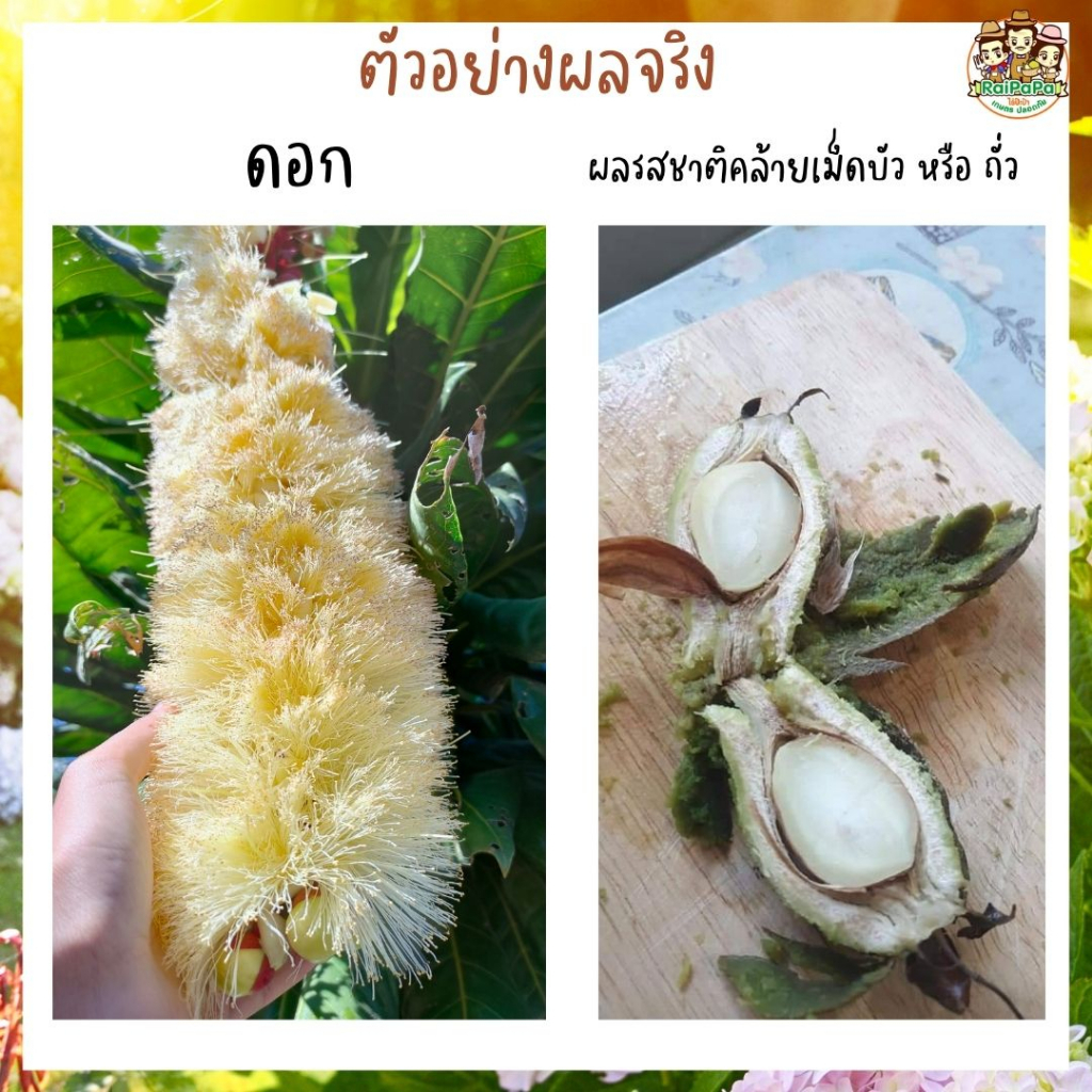 จิกอินโด (เพาะเมล็ด) ทานผลได้  ต้นไม้ประดับ