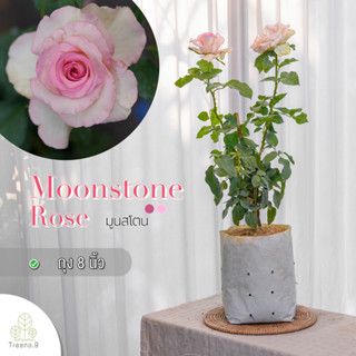 Treeno.9 T350 Moonstone Rose​ (กุหลาบ มูนสโตน​) ต้นใหญ่ ถุง 8 นิ้ว / สูง 60-70 ซม. / ไม้ประดับ ไม้ดอก (ต้นไม้)