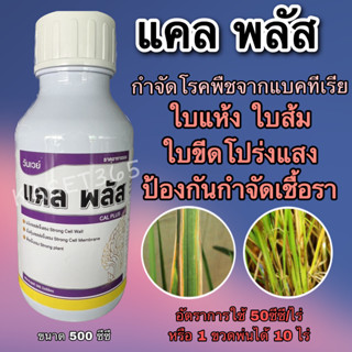 แคลพลัส(แคลเซียม(Ca).3%)500ซีซี ป้องกันกำจัดโรคพืช จากแบคทีเรีย ขอบใบแห้ง ใบส้ม ใบขีดโปร่งแสง หยุดโรคทันที 3วันหาย