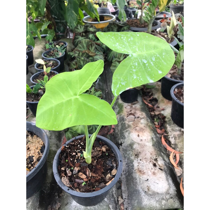 ซานโตโซมาสีทอง Xanthosoma Arrow Leaf ‘Lime Zinger’