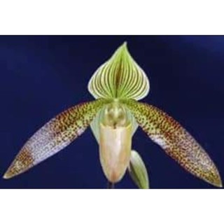 Paph.Sukhakulii"sangwan2" x Paph.philippinense2904 รองเท้านารีลูกผสมดอกตามภาพขนาดกระถาง 2 นิ้ว