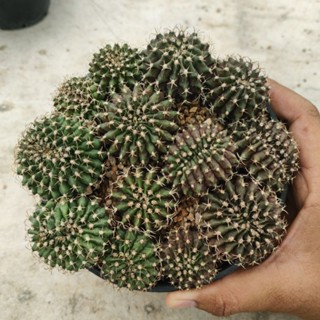 คริสตาต้า ไม้เมล็ด ทรงสวย จัดพอต6นิ้ว พอตละ350บาท