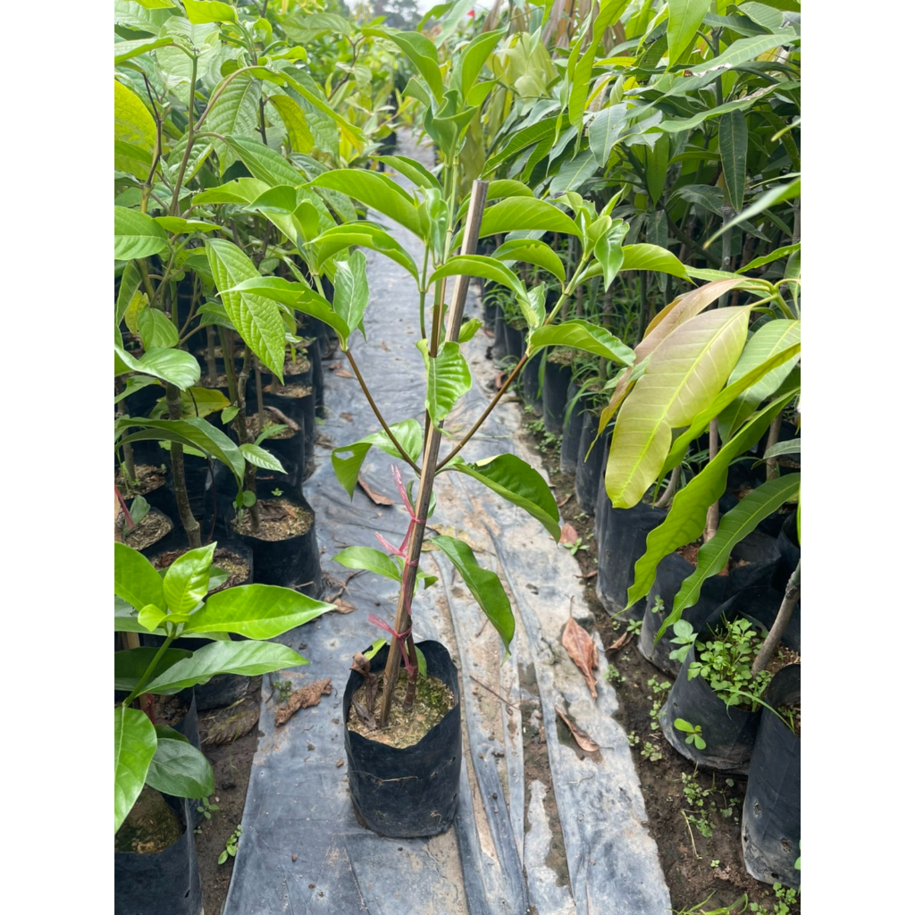 ต้นหอมเจ็ดชั้นดอกสวยกลิ่นหอมไกลออกตลอดทั้งปี - รูปที่ 3