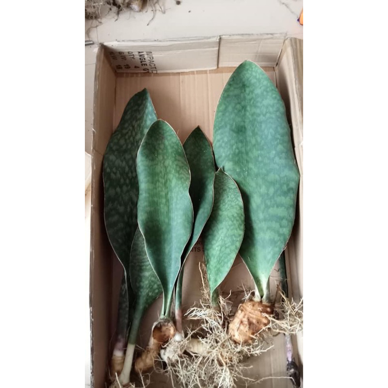 ครีบปลาวาฬยักษ์ ใบใหญ่ๆ อวบๆ ขนาดสูง40-50เซนติเมตร
