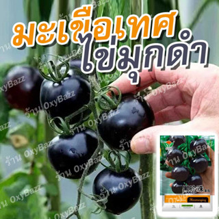 เมล็ดพันธุ์มะเขือเทศไข่มุกดำ 100เมล็ด เมล็ดมะเขือเทศไข่มุกดำ