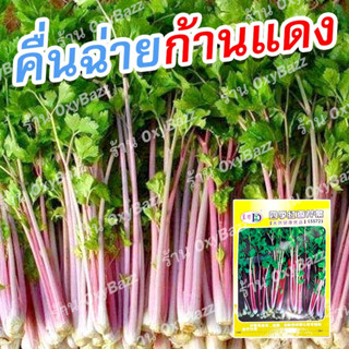 เมล็ดพันธุ์คื่นฉ่ายก้านแดง 1,000 เมล็ด ขึ้นฉ่ายก้านแดง คื่นช่ายต้นแดง