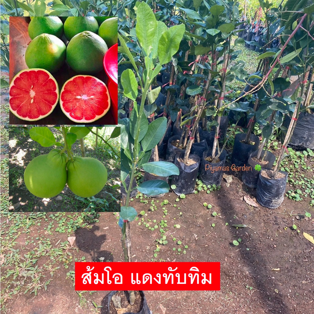 ต้นส้มโอ พันธุ์ส้มโอส้มโอแดงทับทิม (เสียบยอด) สูง80-100เซน พร้อมส่ง ขายราคาถูก (รับประกันสินค้า)
