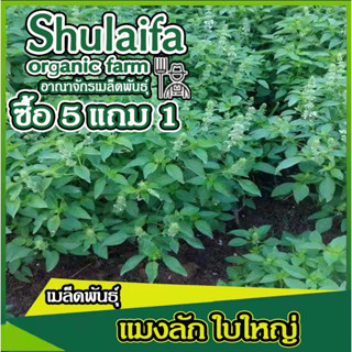 เมล็ดพันธุ์แมงลักใบใหญ่ 1000-2000เมล็ด ใบใหญ่ ทรงพุ่มสวย มีกลิ่นหอม ให้ผลผลิตสูง ปลูกได้ทุกฤดูกาล