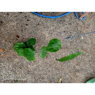 Hoya balaensis โฮย่าใบใหญ่