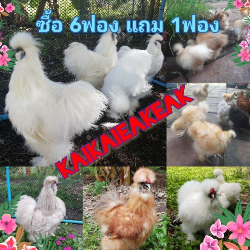 ไข่เชื้อ​ไก่ซิล​กี้​ไข่ลุ้น​เชื้อ​ ไก่ซิลกี้ ราคาขายต่อฟองไข่ไก่เชื้อ​ สวยงาม​ ​ พ่อแม่ตามรูป​