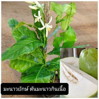 ต้นมะนาวยักษ์ มะนาวกินเนื้อ ตอนกิ่ง ผลใหญ่มากเนื้อกรอบเหมือนมะละกอ  กลิ่นมะนาว