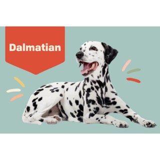 ตุ๊กตาดัลเมเชี่ยน Dalmatian