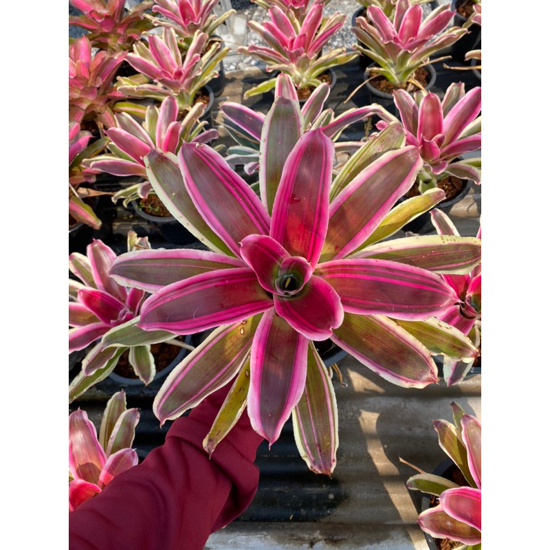 Neo.Rafaelสับปะรดสีสวยๆ