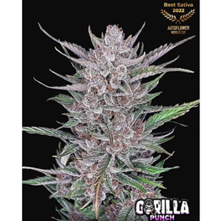 Gorilla Punch Auto Fastbuds เมล็ดกัญชา Fastbuds พันธุ์ •Gorilla Punch Auto เมล็ดค่าย เพศเมีย แบบแบ่ง