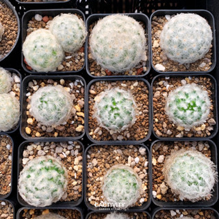 ‼️3 ต้น 50 บาท‼️ Mammillaria Plumosa ขนนกขาวไม้เมล็ด ไซส์มินิ