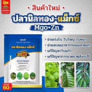 ปลานิลทอง-แม๊กซ์​ ✳️ 5 แถม 1 ช่วยให้ใบเขียว ใบใหญ่ แก้ใบแก้ว