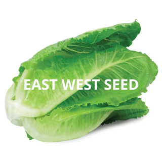 ศรแดง เมล็ดพันธุ์ผักกาดคอส คิงส์คอส (East-West Seed) เมล็ดพันธุ์ ผักสวนครัว ตราศรแดง