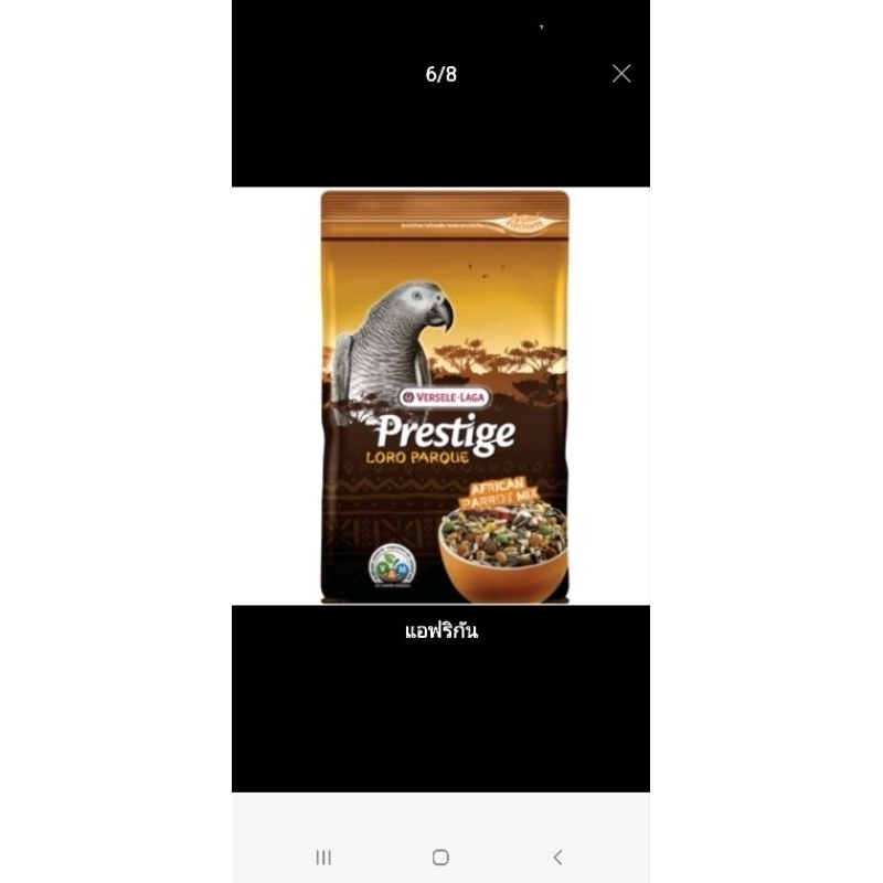 prestige African parro