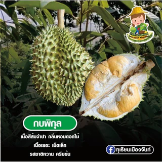 ต้นทุเรียนสายพันธุ์กบพิกุลแชมป์ตระกูลกบ