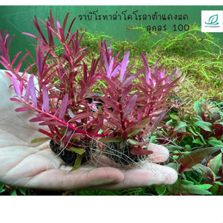 (พร้อมจำหน่าย23กย66)วาบิ rotala colorata : วาบิไม้ข้อสีแดงเข้ม แดงง่าย แดงดีสีไม่ดรอป รากเดินแน่นมาก