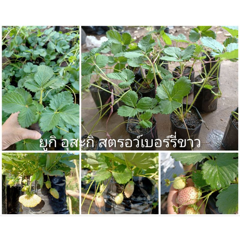 🌿🍓ยูกิ อุสะกิ Yki Usaki สตรอว์เบอร์รี่ขาว 🌿🍓Snow Rabbit Strawberry 🌿🍓ต้นกล้าสตรอว์เบอร์รี่พร้อมปลูก