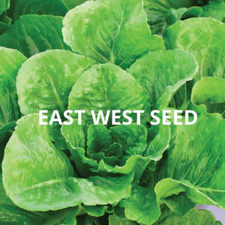 ศรแดง เมล็ดพันธุ์ผักกาดคอส คิงส์คอส (East-West Seed) เมล็ดพันธุ์ ผักสวนครัว ตราศรแดง