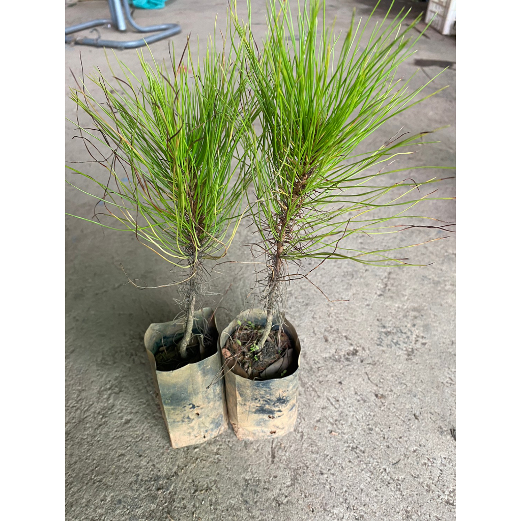 ต้นพันธุ์สนสามใบ ไม้ยืนต้นขนาดกลางถึงขนาดใหญ่ ต้นละ79บาท - รูปที่ 3