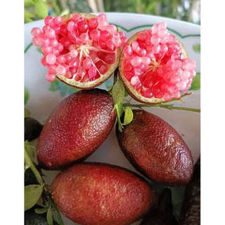ต้นมะนาวคาเวียร์ มี 8 สี ต้นพันธุ์ติดตา พร้อมปลูก เสียหายเคลมฟรี