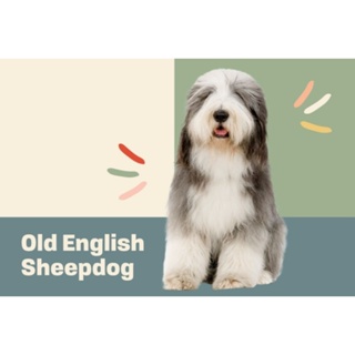 ตุ๊กตาน้องโอลด์อิงลิชชีปด็อก Old English Sheepdog