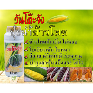 วันโต๊ะจัง ปุ๋ยนำ้ข้าวโพด อ้อย ฮอร์โมนข้าวโพด อ้อย 1ลิตร บำรุงฝักใหญ่ ฝักเต็ม สีสวย เร่งหวาน โตไว ลำต้นแข็งแรง