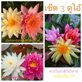 เซ็ตบัวนอก 3 ดูโอ้ยกเซ็ต