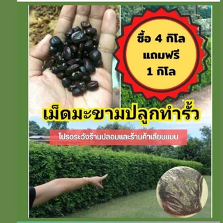 ของแทร่ๆ เม็ดมะขามเปรี้ยว =1 กิโล《ซื้อ 4 กิโล*แถม 1กิโล》*ร้านนี้ส่งจจริง* ปลูกทำรั้ว ( ประมาณ 800- 1,000 เมล็ด )