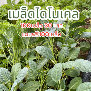 เมล็ดพันธุ์เคลไดโนเสาร์ เมล็ดลาชินาโต้เคล Lacinato Kale จำนวน  200+ เมล็ด อัตราการงอก90%