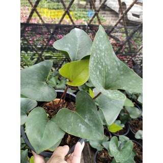 หน้าวัวใบ Anthurium Arrow หน้าวัวลูกศร หน้าวัวมิกกี้เมาส์