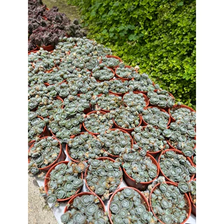 Echeveria Baby rose 🌹