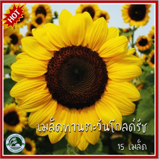 15 เมล็ด ทานตะวันโกลด์รัช Gold Rush Sunflower (พันธุ์ตัดดอก) ทานตะวันโกลด์รัช ทานตะวัน เมล็ดทานตะวัน