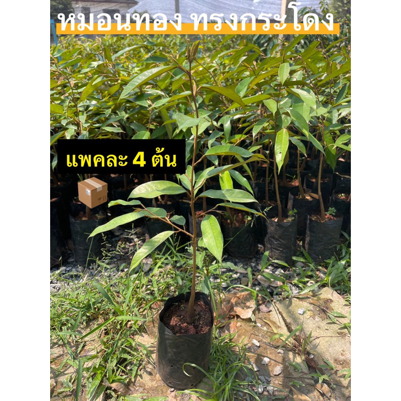 ต้นทุเรียนหมอนทอง 4 ต้น 1 ลัง เสียบยอดแล้ว  durian tree 35-40