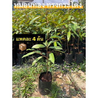 ต้นทุเรียนหมอนทอง 4 ต้น 1 ลัง เสียบยอดแล้ว  durian tree 40-50 cm