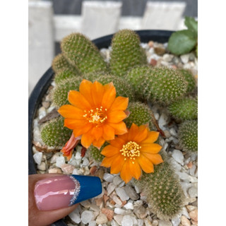 รีบูเทียดอกส้ม rebutia แคคตัส ส่งทั้งกระถาง