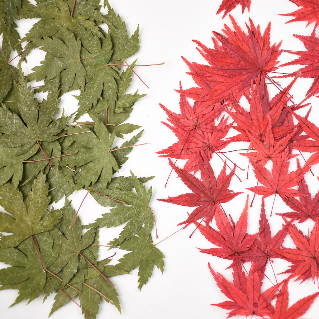 ใบเมเปิ้ล Maple ดอกไม้ทับ ดอกไม้แห้ง ดอกไม้ทับแห้ง