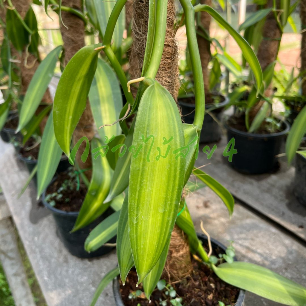 ต้นวานิลลาใบด่าง พร้อมกระถาง 6 นิ้ว ความสูง 55 ซม. (Variegated Vanilla Orchid Plant)