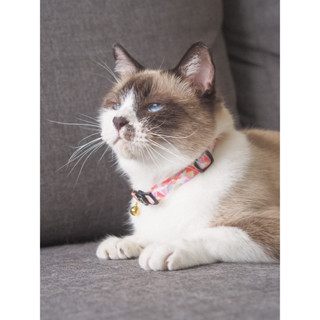 GENTLEPURR Cat Collar ปลอกคอแมว สินค้านำเข้าจากสิงคโปร์